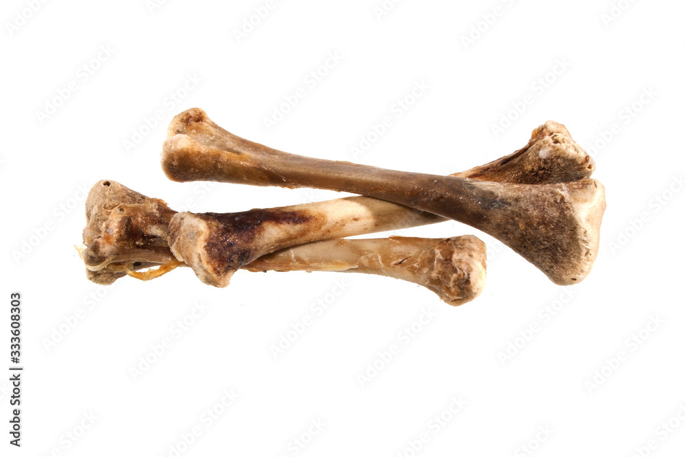 bone isolated on white background bone isolated on white background