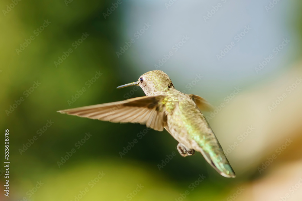 Obraz premium Female Anna's Hummingbird hover in air
