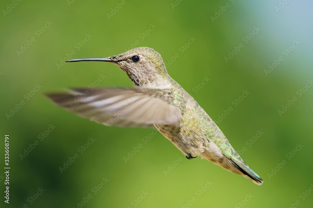 Fototapeta premium Female Anna's Hummingbird hover in air