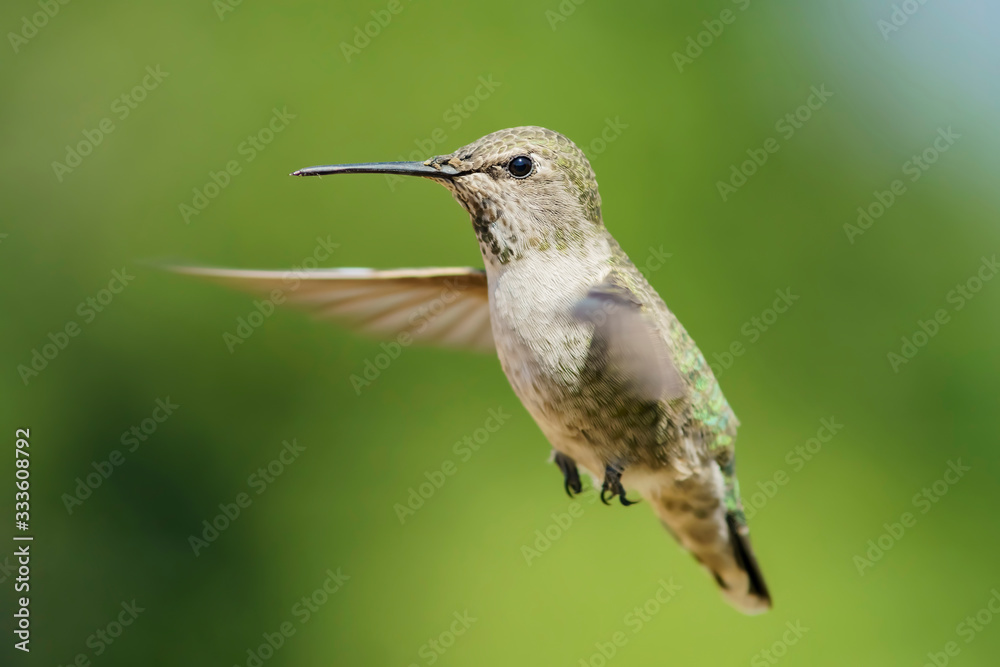 Fototapeta premium Female Anna's Hummingbird hover in air