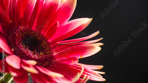 Red Lily close up isolated with black background photo