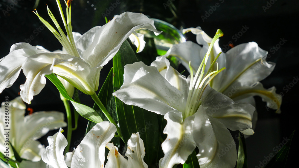 white lily close up with black background white lily close up with black background