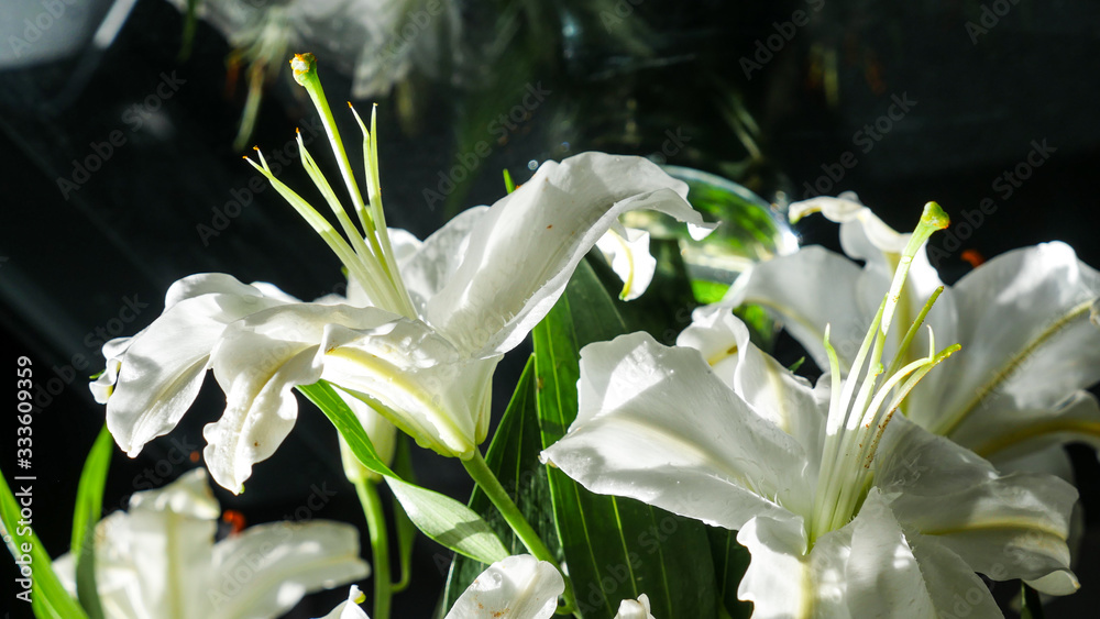 white lily close up with black background white lily close up with black background