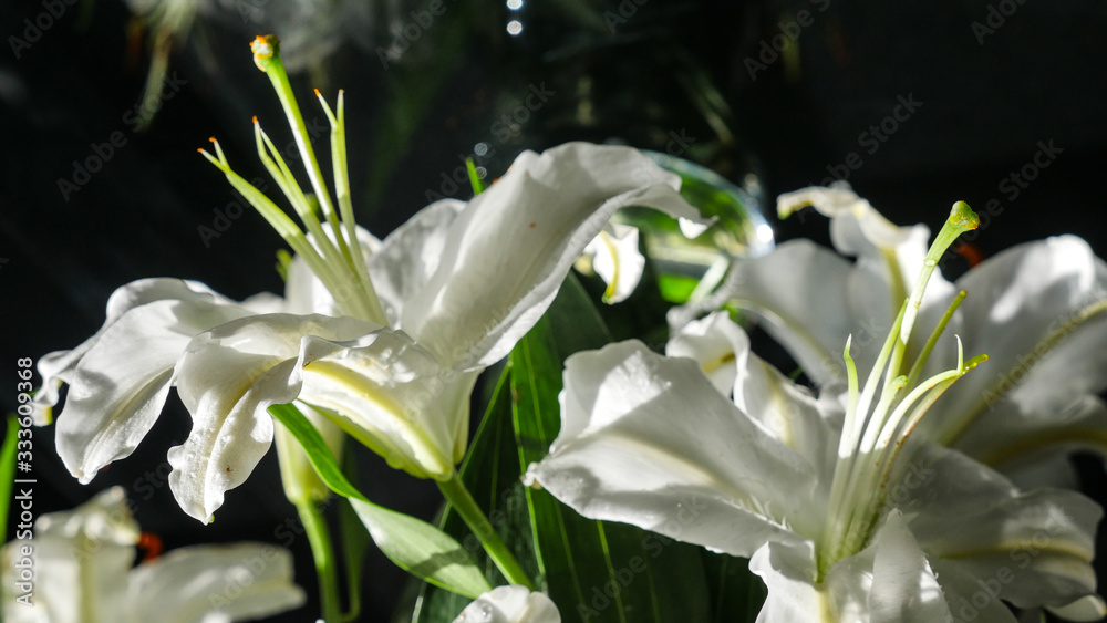 white lily close up with black background white lily close up with black background