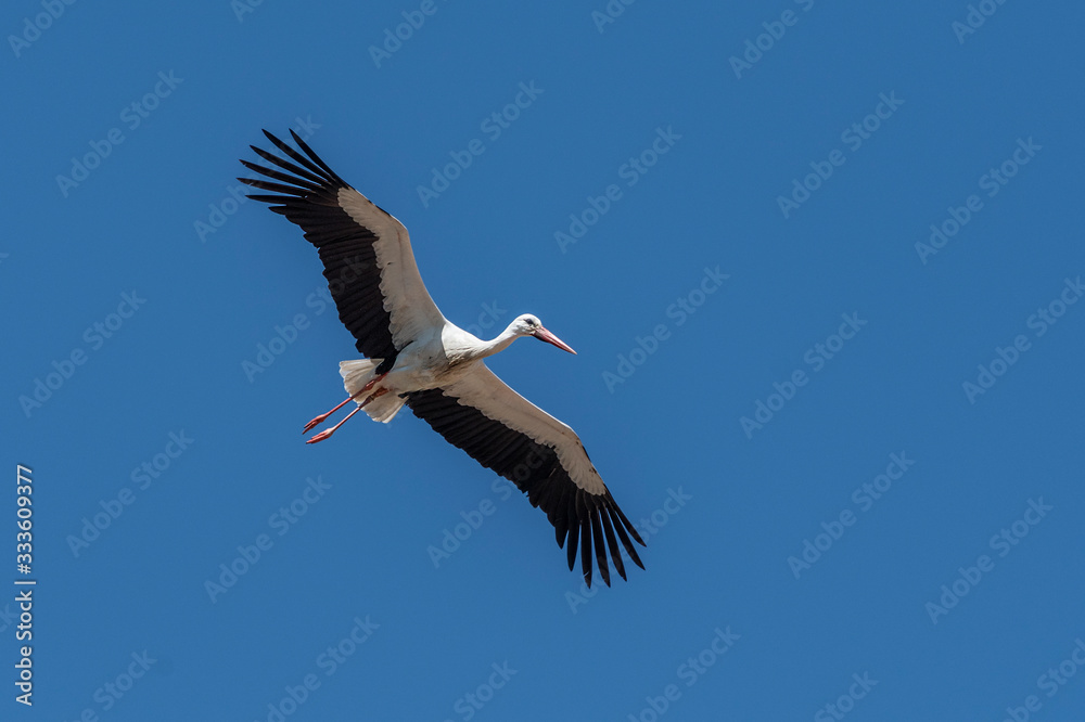 Obraz premium White Stork