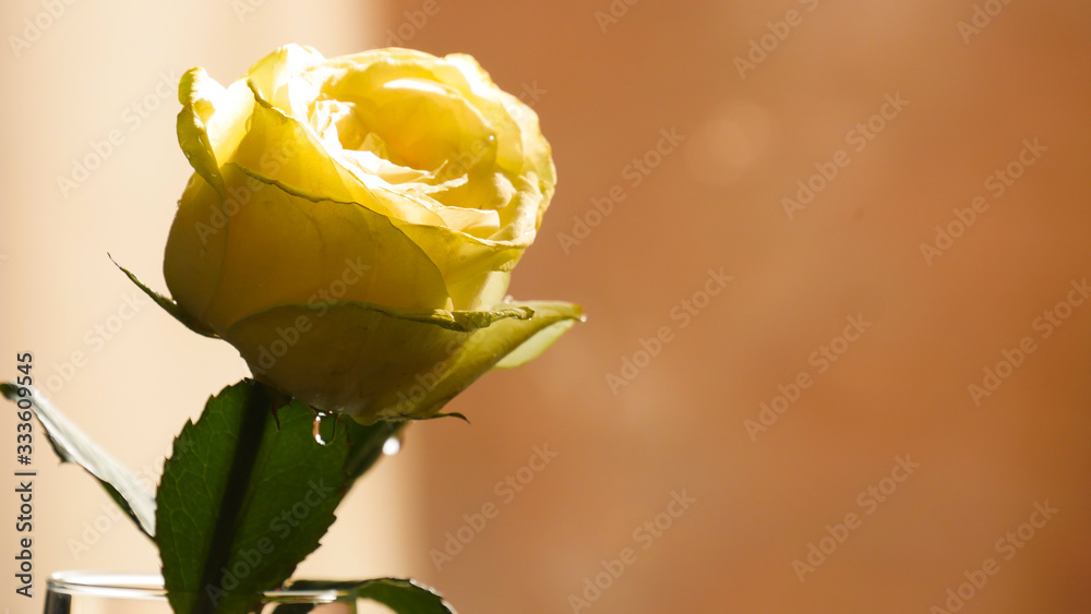Beautiful yellow and white roses close up Beautiful yellow and white roses close up