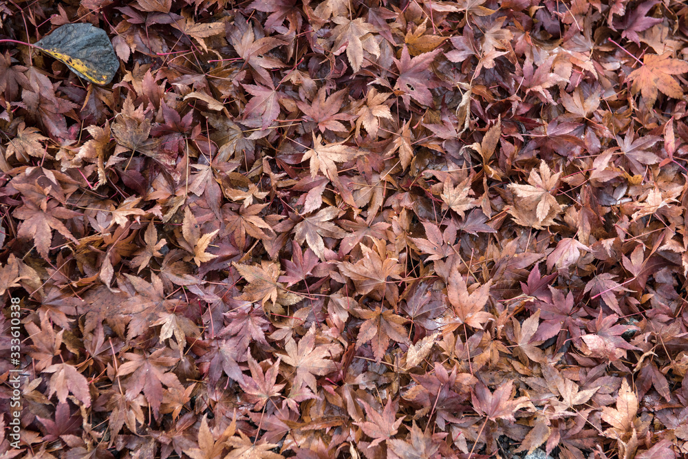 Dry Maple Tree Leaves background