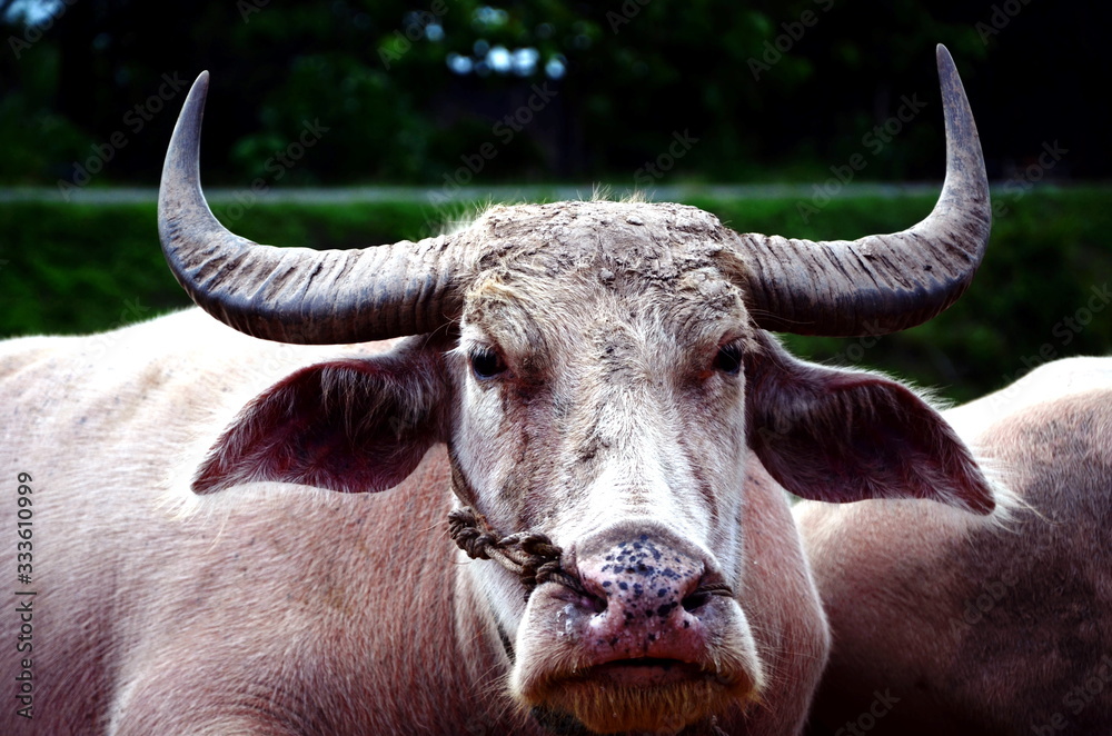Fototapeta premium White Buffalo (Taro Buffalo) Was raised in a stable. Pink buffalo