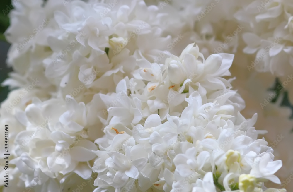 Art photo of lilac bush. Spring flowers - blooming lilac spring flowers. Spring natural blurred background. Soft focus. Art photo of lilac bush. Spring flowers - blooming lilac spring flowers. Spring natural blurred background. Soft focus.