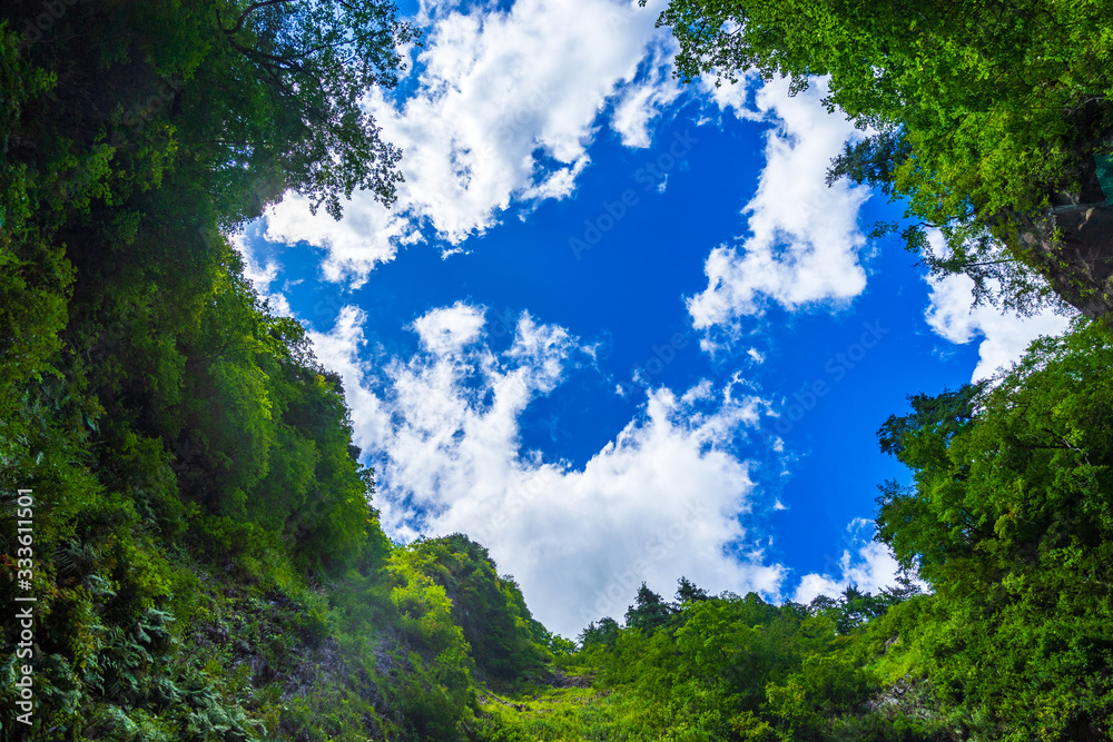 Fototapeta premium 旅で見つけた自然美 (日本 - 青森 - 白神山地)
