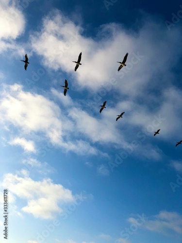Pelicans flying in the sky of California