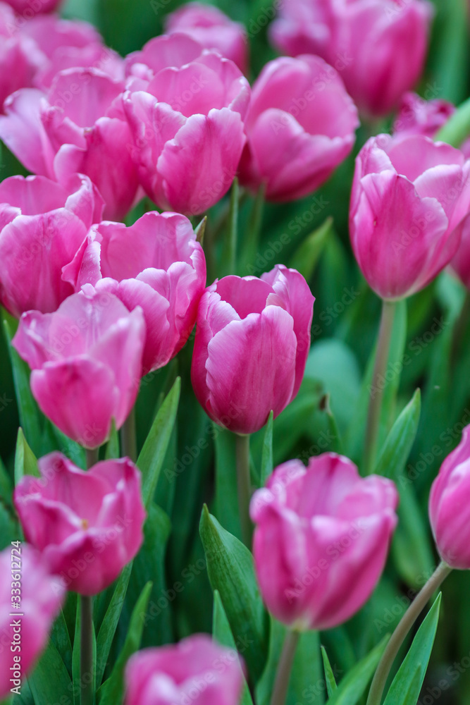 Beautiful tulip flowers with blured background in the garden. Pink tulip flowers.