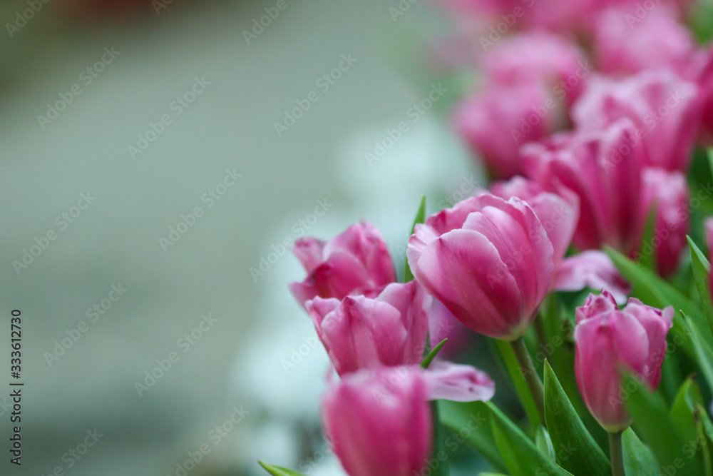 Beautiful tulip flowers with blured background in the garden. Pink tulip flowers. Beautiful tulip flowers with blured background in the garden. Pink tulip flowers.