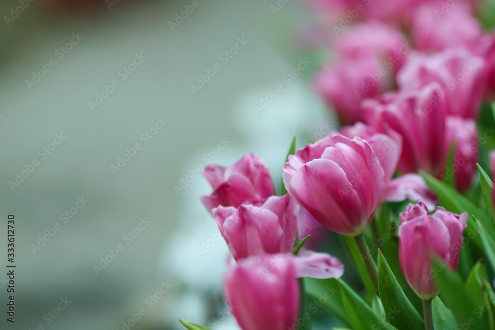 Beautiful tulip flowers with blured background in the garden. Pink tulip flowers.