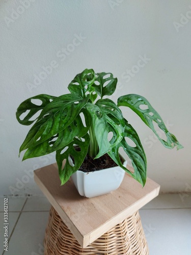 plant Monstera obliqua tree green