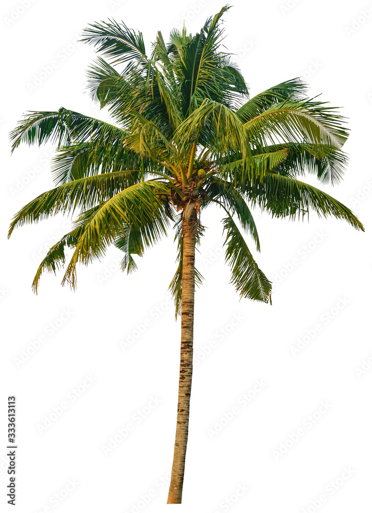 Obraz premium Coconut tree isolated on white background.