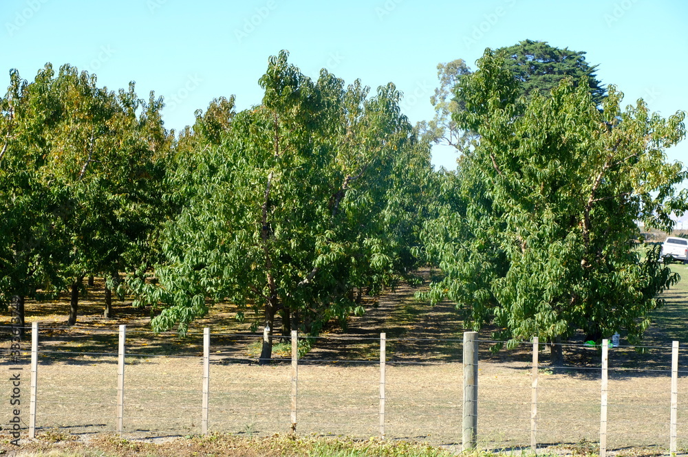 custom made wallpaper toronto digitalFresh Organic Peach in the garden of New Zealand