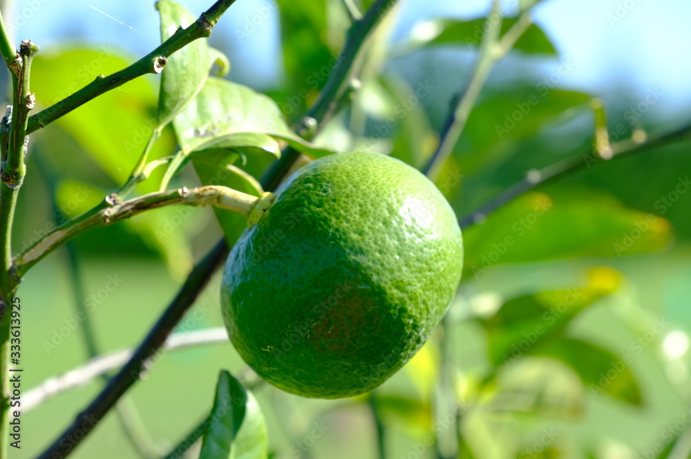 Fresh Organic lemon in the garden of New Zealand Fresh Organic lemon in the garden of New Zealand