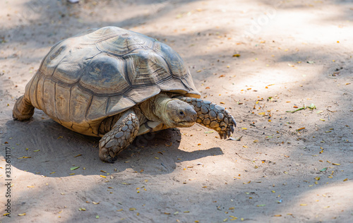 Aldabra Giant Tortoise. Walk on the ground