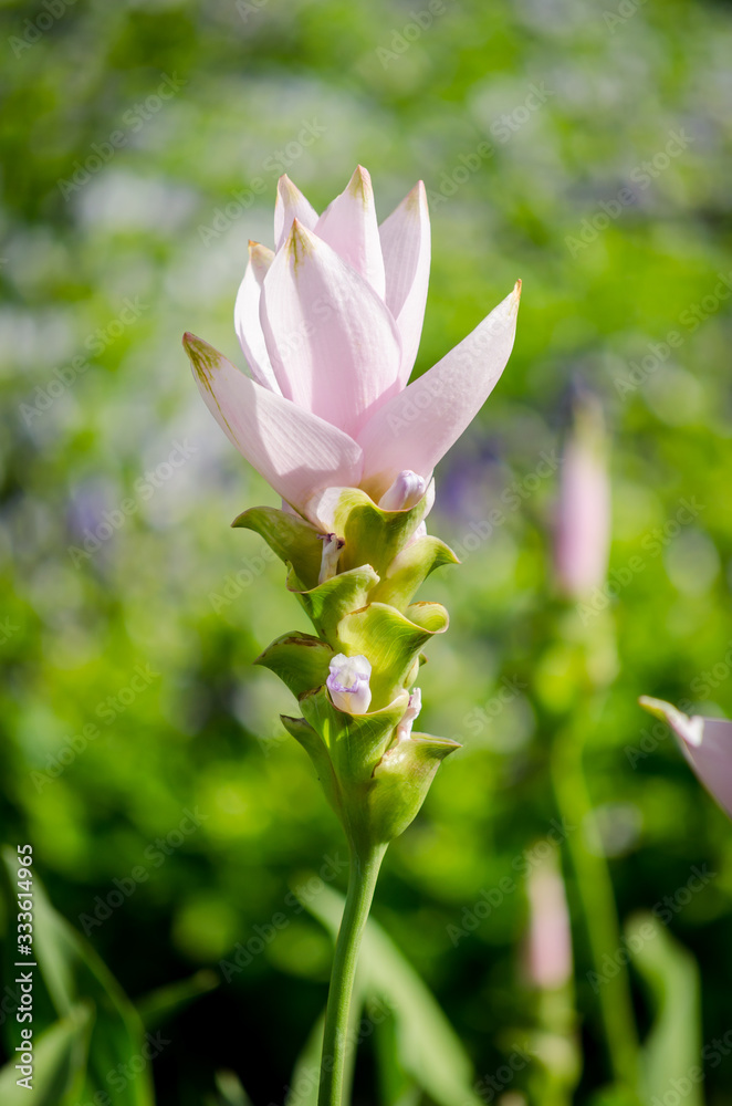 Pink flowers (Siam Tulip) in green garden background, morning fresh background Pink flowers (Siam Tulip) in green garden background, morning fresh background