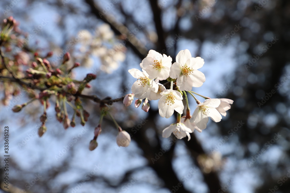 ソメイヨシノ(サクラ)の花 ソメイヨシノ(サクラ)の花