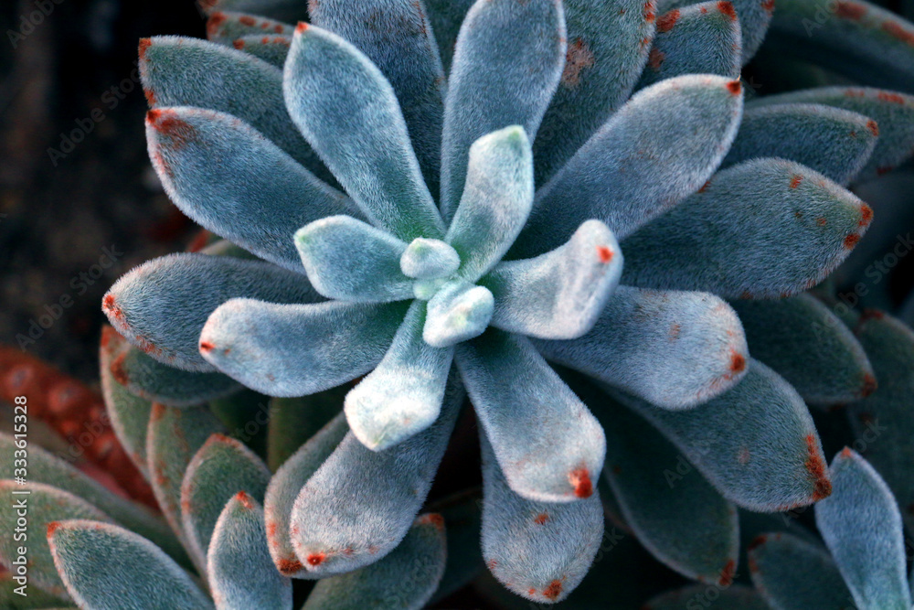 Soft succulent in a clay pot in a pharmacy garden Soft succulent in a clay pot in a pharmacy garden