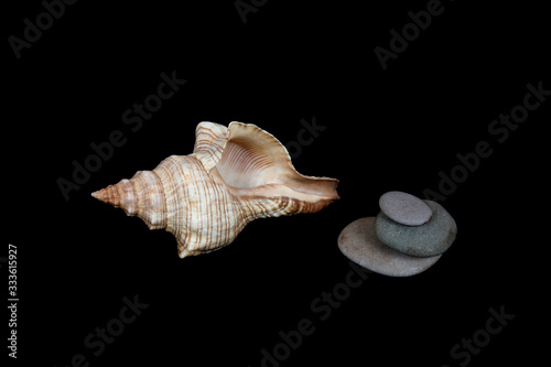  Stones and shells on a black background, marine still life