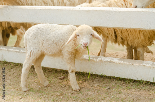 sheep at countryside farm in Thailand photo