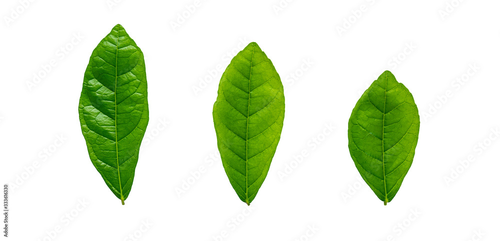 Green leaf on white background. Tree with green leaves. Green leaf on white background. Tree with green leaves.