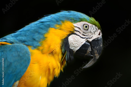 Portrait of Blue-and-yellow macaw  Ara ararauna  on black background
