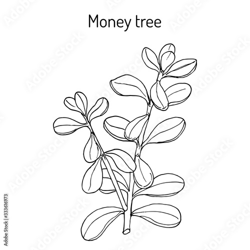 Money tree or jade plant Crassula portulacea , medicinal plant