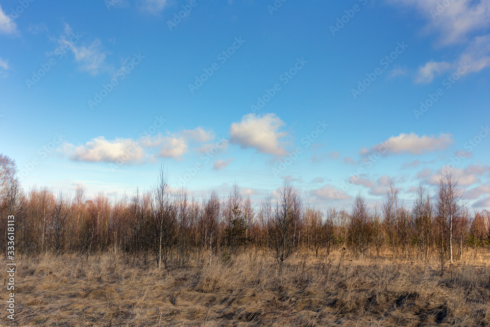 Landscape with forest in spring Landscape with forest in spring