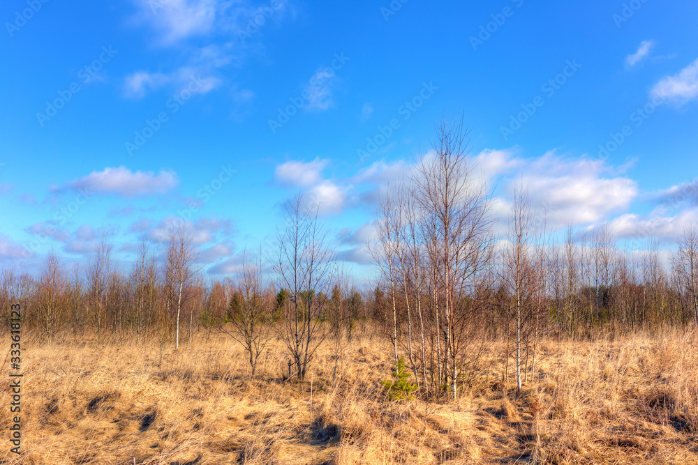 Landscape with forest