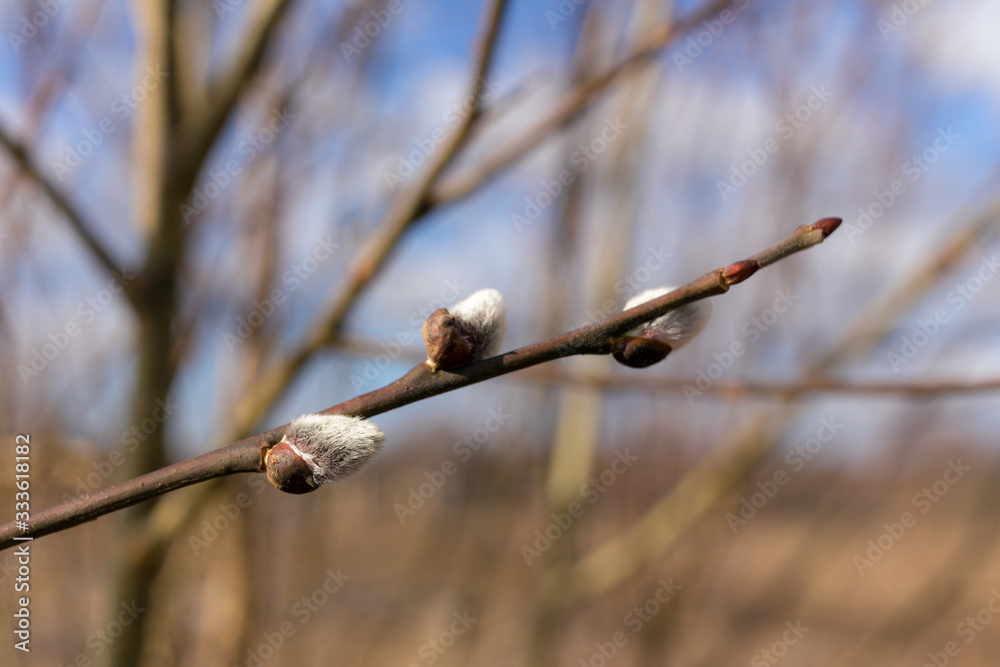 willow branch with buds willow branch with buds