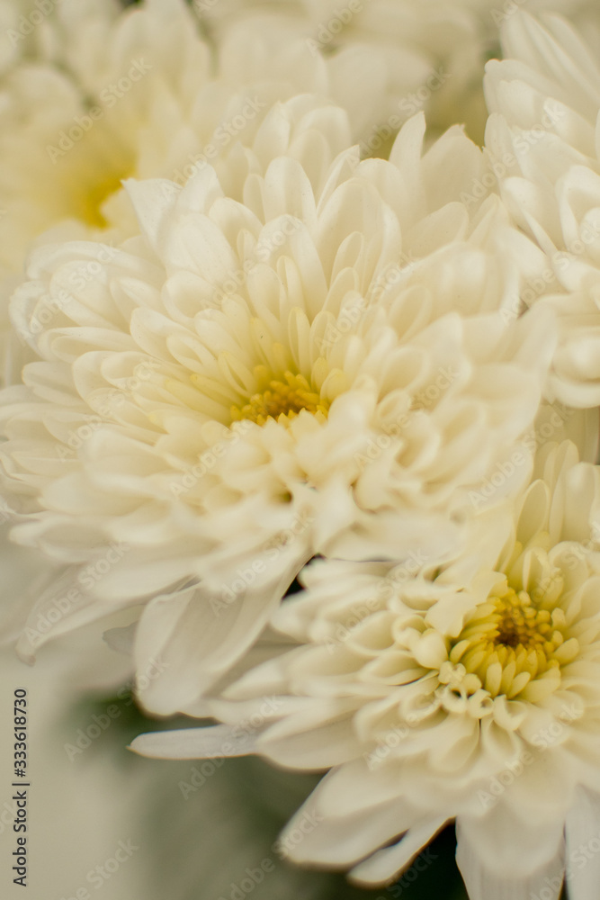 White flower close up shot