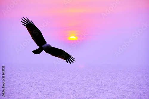 silhouette of a bird