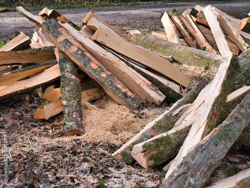Trees processed and cut into logs lie in a pile next to the footpath in the forest.