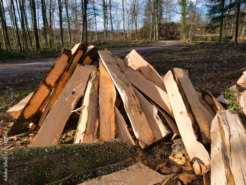 Trees processed and cut into logs lie in a pile next to the footpath in the forest.
