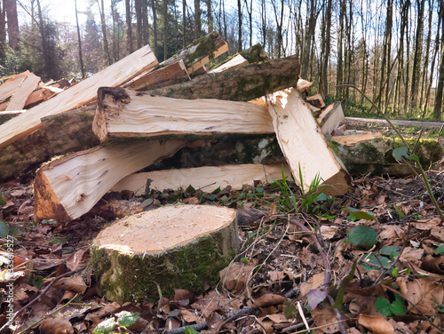 Trees processed and cut into logs lie in a pile next to the footpath in the forest.