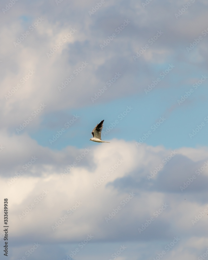 Obraz premium Bird flying