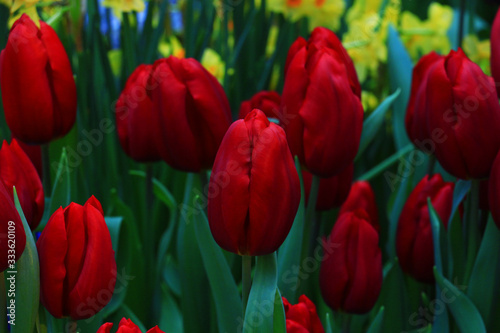 a lot of red tulips in spring
