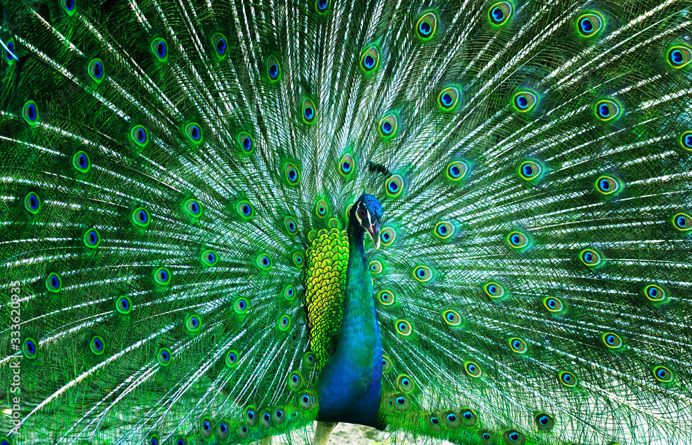 Obraz premium beautiful peacock .