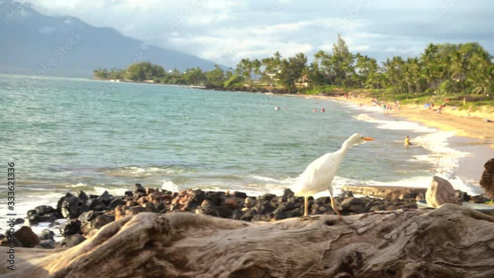 4K, Heron is walking in front of the ocean waves, looking for food. Sunset time gives stunning gold colours to the environment 4K, Heron is walking in front of the ocean waves, looking for food. Sunset time gives stunning gold colours to the environment
