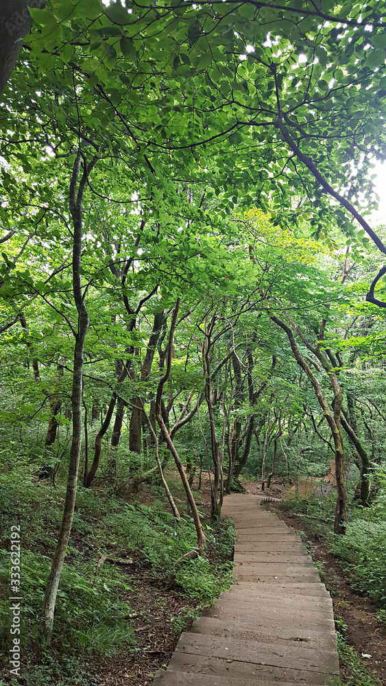 Fototapeta premium 숲 나무 나뭇잎