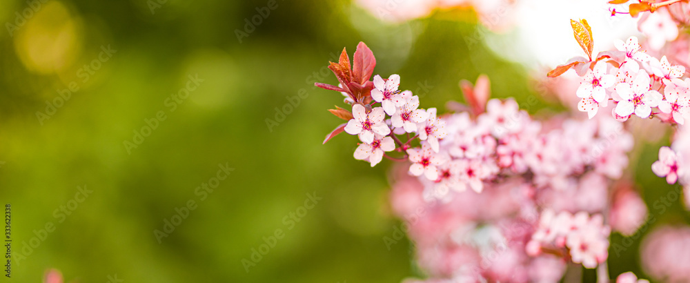 Spring banner background art with pink blossom. Beautiful nature scene with blooming tree and sun rays, flares. Spring Easter flowers. Beautiful abstract floral blurred nature background. Springtime Spring banner background art with pink blossom. Beautiful nature scene with blooming tree and sun rays, flares. Spring Easter flowers. Beautiful abstract floral blurred nature background. Springtime