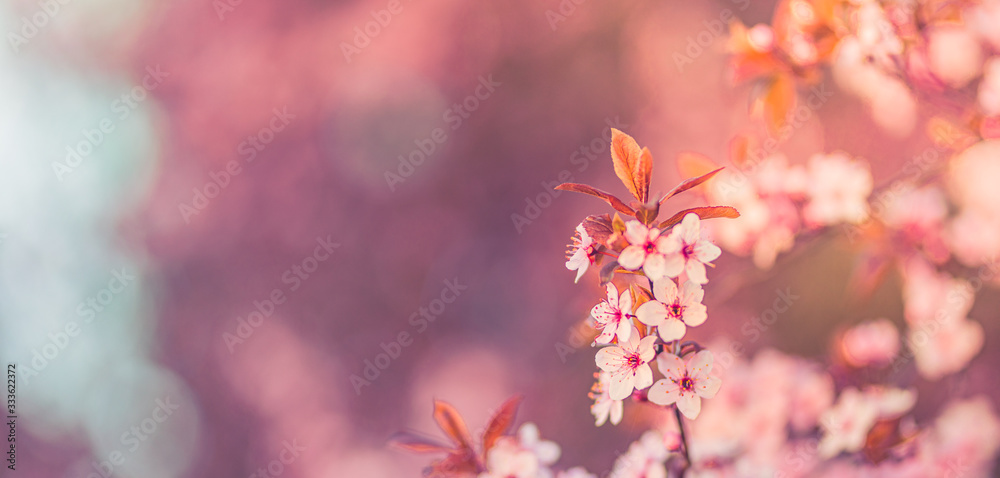 Beautiful floral spring abstract background of nature. Tranquil nature seasonal closeup, floral backdrop. Peaceful natural flowers and blurred pastel colors Beautiful floral spring abstract background of nature. Tranquil nature seasonal closeup, floral backdrop. Peaceful natural flowers and blurred pastel colors