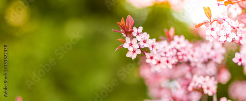 Spring banner background art with pink blossom. Beautiful nature scene with blooming tree and sun rays, flares. Spring Easter flowers. Beautiful abstract floral blurred nature background. Springtime