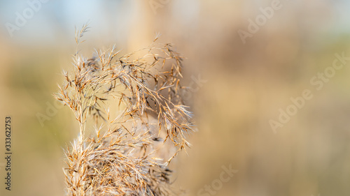 Dry reeds in a blurry background