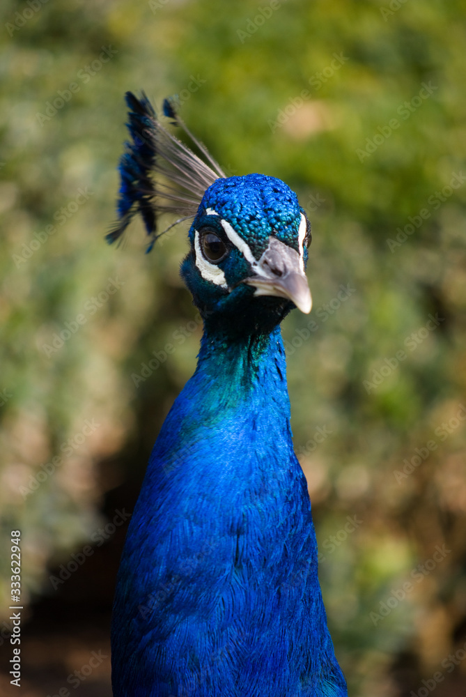 peacock
