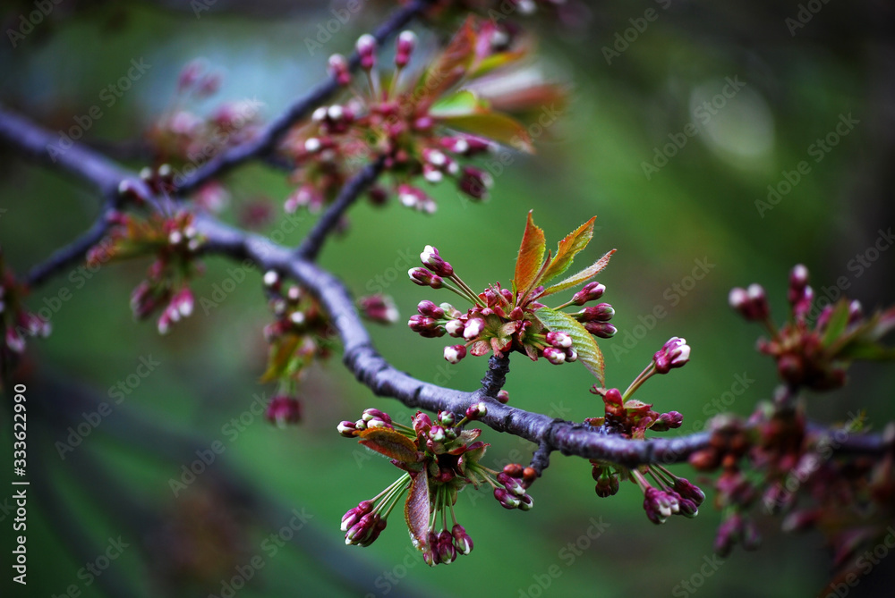 cherry tree cherry tree